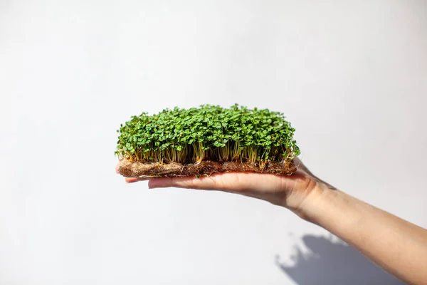 Micro-greens of mustard, arugula and other plants in a womans hand