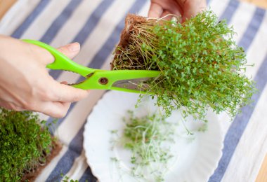 Mikro yeşil roka ya da masanın üzerindeki peçetenin üzerindeki bir kasede hardal filizi. Sebze bahçesi mikro yeşil ekimi. Kadın, mikro yeşillikleri makasla kesiyor.