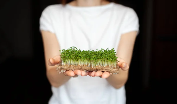 Una Mujer Tiene Micro Verdes Cultivados Casa Sus Manos Comida —  Fotos de Stock