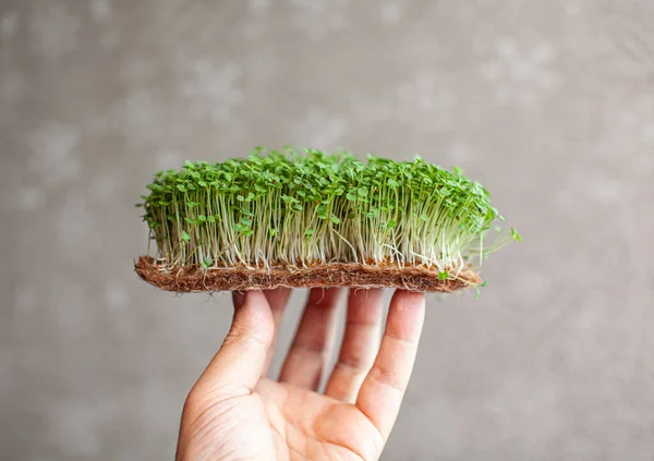 Micro greens of mustard, arugula and other plants in the hands of men. Growing mustard sprouts in close-up at home. The concept of vegan and healthy food. Sprouted seeds, micro greens