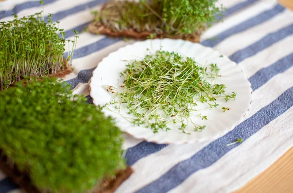 Close-up of micro greens of mustard, arugula and other plants at home. Growing mustard and arugula sprouts in close-up at home.The concept of vegan and healthy food.Micro-green plants on a white plate