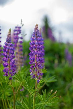 Çiçek açan makro lupin çiçeği. Pembe mor ve mavi çiçekli Lupine tarlası. Bir grup lupin yaz çiçeği arka planı. Lupin tarlası. Mor bahar ve yaz çiçekleri
