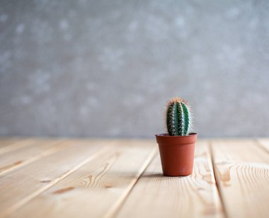 Tahta bir masada kahverengi bir tencerede küçük bir kaktüs. Ev dekorasyonu. Metin için boş alan var.