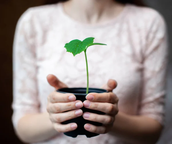 Fille Tient Pot Noir Avec Une Plante Verte Sur Fond — Photo