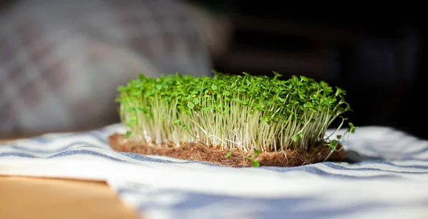 Close-up of micro-greens of mustard, arugula and other plants at home. Growing mustard and arugula sprouts in close-up at home. The concept of vegan and healthy food. Sprouted seeds, microgreens