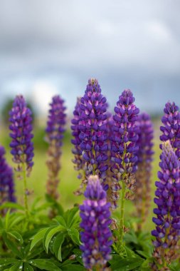 Çiçek açan makro lupin çiçeği. Pembe mor ve mavi çiçekli Lupine tarlası. Bir grup lupin yaz çiçeği arka planı. Lupin tarlası. Mor bahar ve yaz çiçekleri