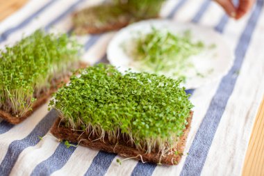 Evdeki mikro yeşillik hardal, roka ve diğer bitkilere yakın çekim. Evde hardal ve roka yetiştirmek. Vegan ve sağlıklı yiyecek kavramı. Beyaz bir tabakta mikro-yeşil bitkiler.
