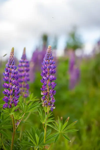 Flor Tremoço Macro Florescente Lupine Campo Com Rosa Roxo Azul — Fotografia de Stock