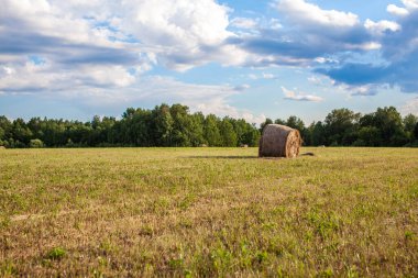 Yazın hasat edilen saman ve istiflerle tarım tarlası. Samanlıklar. Hayvanları beslemek için saman ve saman topluyorum.