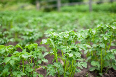 Ev bahçesinde sıra sıra patates. Hasat için hazırlık yapıyorum. Baharda gün ışığıyla mutfak bahçesinde sıralanmış patates bitkileri. Arka arkaya yeşil patates tarlası. Patates yetiştiriyorum..