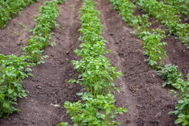 Ev bahçesinde sıra sıra patates. Hasat için hazırlık yapıyorum. Baharda gün ışığıyla mutfak bahçesinde sıralanmış patates bitkileri. Arka arkaya yeşil patates tarlası. Tarım. Patates yetiştiriyorum..