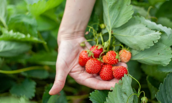 Rode Rijpe Aardbeien Liggen Open Palm Van Een Vrouwenhand Het — Stockfoto