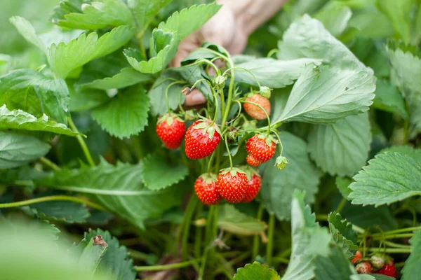 Rode Rijpe Aardbeien Liggen Open Palm Van Een Vrouwenhand Het — Stockfoto