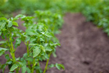 Arka arkaya yeşil patates tarlası. Tarım. Patates yetiştiriyorum..