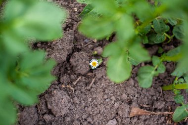 Birçok çiçek açan papatya tarlasının güzel arka planı. Papatya otu 