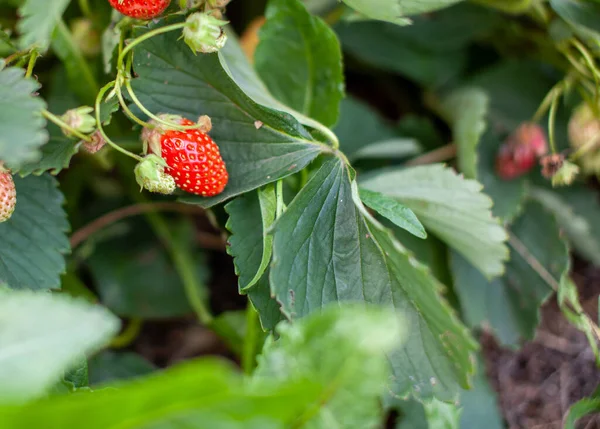 Rode rijpe aardbeien liggen op de open palm van een vrouwenhand. — Stockfoto