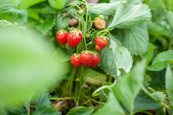 Rode rijpe aardbeien liggen op de open palm van een vrouwenhand. — Stockfoto