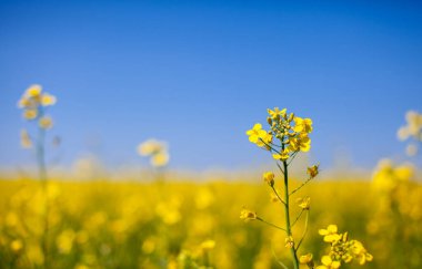 Mavi gökyüzüne karşı tarlada sarı kolza tohumu çiçekleri. Sarı kolza çiçekleri, tecavüz, kolza, rapaseed, yağ çekirdeği, kanola, güneşli mavi gökyüzüne yakın çekim