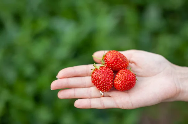 Rode rijpe aardbeien liggen op de open palm van een vrouwenhand. — Stockfoto