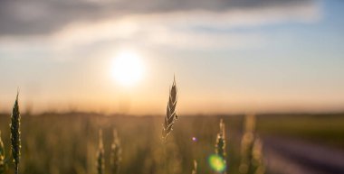 Bir sinek buğday ya da çavdar ekmeğine oturur. Gün batımında bir tarlada yeşil buğday ya da çavdar ekmeğine yakın çekim. Sonbahar günbatımında çiftlikte günbatımı olan dünya yemekleri. Mutlu Tarım Kırsal Bölgesi.