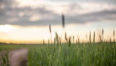 Gün batımında bir tarlada yeşil buğday ya da çavdar ekmeğine yakın çekim. Sonbahar günbatımında çiftlikte günbatımı olan dünya yemekleri. Mutlu Tarım Kırsal Bölgesi.