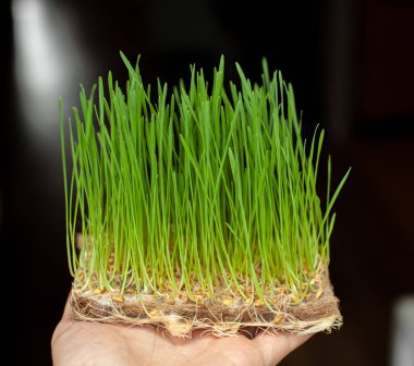 Filizlenmiş buğday taneleri, yakın planda mikro-yeşil. Filizlenmiş buğday taneleri, yakın planda mikro-yeşil. Çimenlenmiş Buğday Mikro Yeşilleri. Filizlenmiş tahıl. Yeşilleniyorlar. Doğal yiyecek..