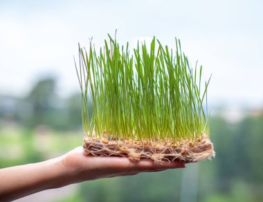 Filizlenmiş buğday taneleri, yakın planda mikro-yeşil. Filizlenmiş buğday taneleri, yakın planda mikro-yeşil. Çimenlenmiş Buğday Mikro Yeşilleri. Filizlenmiş tahıl. Yeşilleniyorlar. Doğal yiyecek..