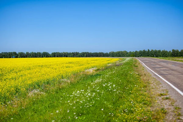 Fleurs Colza Jaune Dans Champ Contre Ciel Bleu Colza Colza — Photo