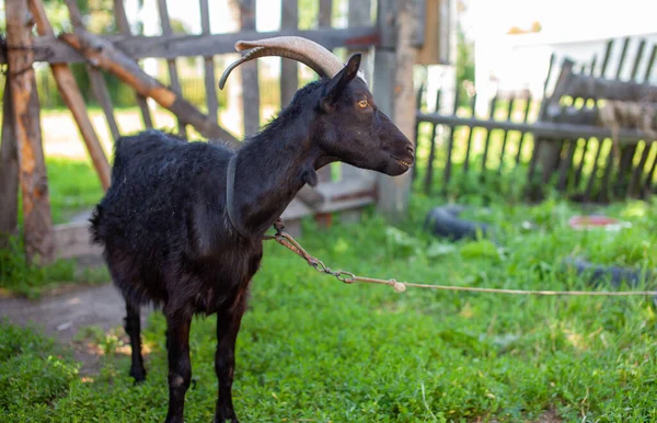 Köydeki Çitin Arkasındaki Siyah Keçi Kameraya Poz Veriyor Evcil Hayvan — Stok fotoğraf