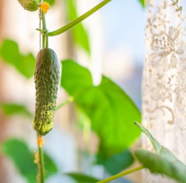 Sarı çiçekli yeşil, genç salatalık. Bahçeyle ilgili arka planda serada küçük salatalıklar var. Balkon Bahçesi için minyatür salatalık turşusu. Küçük salatalıklar ev bahçesinde yetişir..