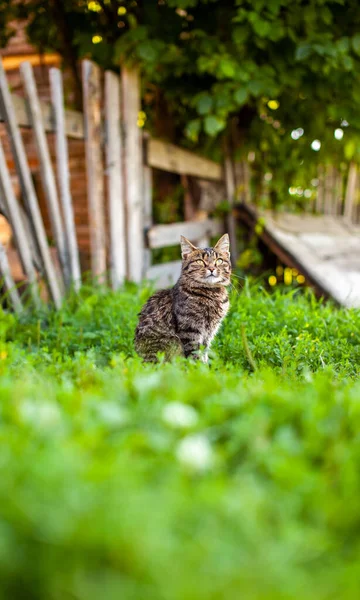 Pequeno Gatinho Listrado Está Sentado Grama Verde Olhando Para Câmera — Fotografia de Stock