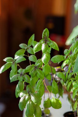 Taze yeşil fesleğen evde, balkonda yetişiyor. Yeşil fesleğen yaprakları yemek için hazır. Pizza, salata ve diğer yemekler için taze bitkiler.