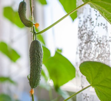 Sarı çiçekli yeşil, genç salatalık. Bahçeyle ilgili arka planda serada küçük salatalıklar var. Balkon Bahçesi için minyatür salatalık turşusu. Küçük salatalıklar ev bahçesinde yetişir..