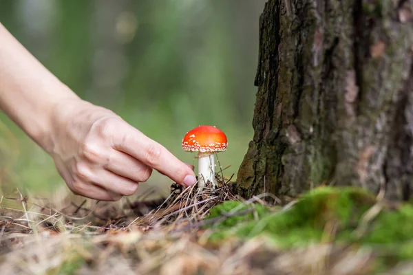 Een Vrouw Steekt Haar Hand Uit Een Paddenstoel Agarisch Plukken — Stockfoto