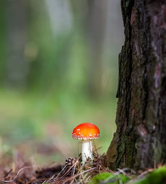 Fungo Non Commestibile Agarico Della Mosca Rossa Vicino Albero Foresta — Foto Stock