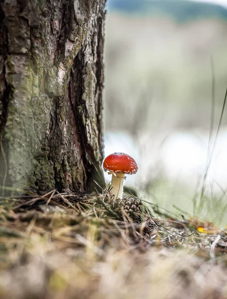 Een Oneetbare Paddenstoel Een Rode Vlieg Agaric Buurt Van Een — Stockfoto