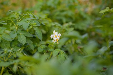 Ev bahçesinde sıra sıra patates. Hasat için hazırlık yapıyorum. Baharda, mutfak bahçesinde, güneş ışığında sıralanmış patates bitkileri. Arka arkaya yeşil patates tarlası. Patates yetiştiriyorum..