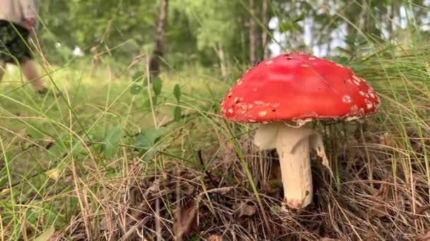 Несъедобный, ядовитый гриб красная муха агарическая возле дерева крупным планом. — стоковое видео