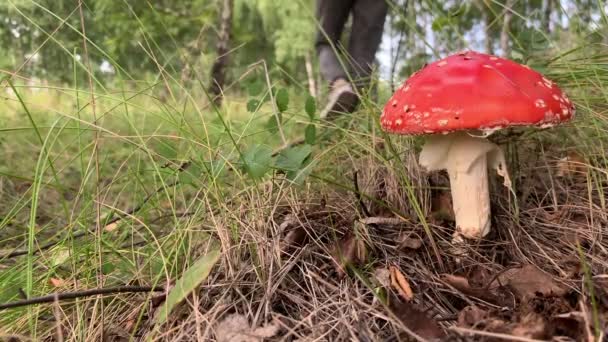 Oneetbare, giftige paddestoel is een rode vlieg agaric in de buurt van een boom close-up. — Stockvideo