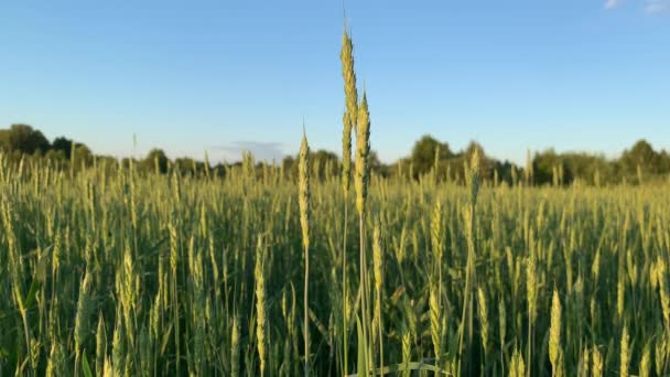 Gros plan des épis verts de blé ou de seigle au coucher du soleil dans un champ. — Video