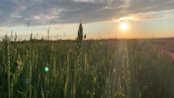 Uma mosca senta-se em uma orelha de trigo ou centeio em um campo ao pôr do sol. — Vídeo de Stock