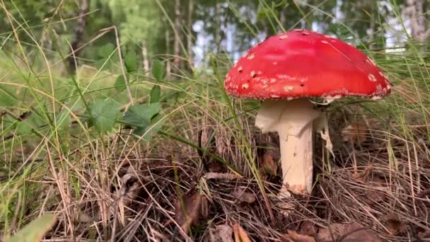 Nejedlé, jedovaté houby je červená moucha agaric poblíž stromu close-up. — Stock video