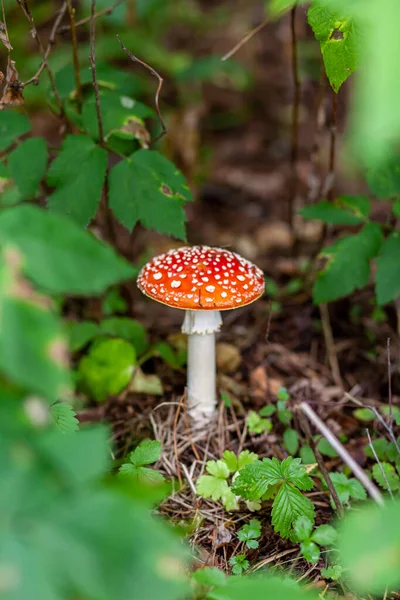 Oätlig Svamp Röd Flugsvamp Nära Ett Träd Skoglig Giftig Svampröd — Stockfoto