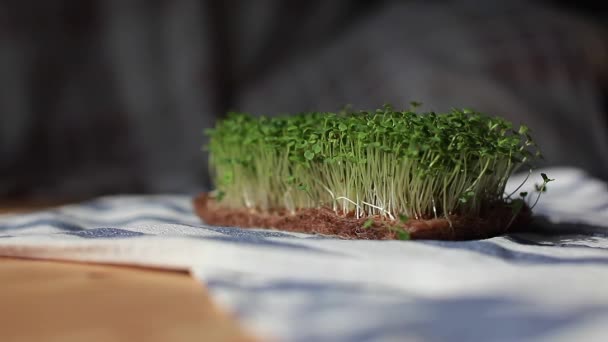 Крупним планом мікрозелень гірчиці, рук та інших рослин в домашніх умовах . — стокове відео
