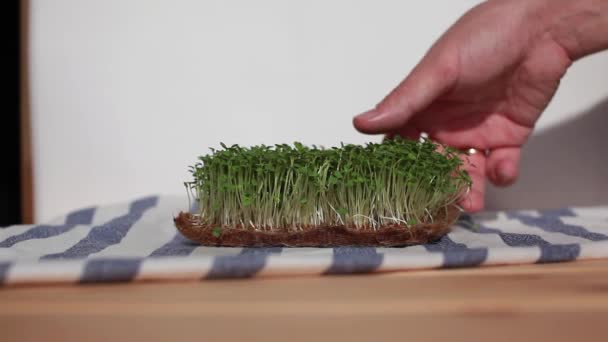 Primo piano di micro-verdi di senape, rucola e altre piante a casa. — Video Stock