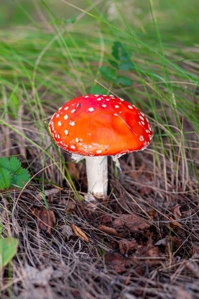 Fungo Non Commestibile Agarico Della Mosca Rossa Vicino Albero Foresta — Foto Stock