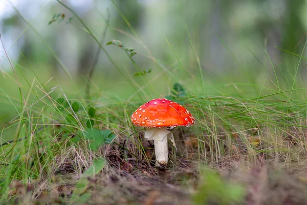 Cogumelo Não Comestível Uma Mosca Vermelha Agárica Perto Uma Árvore — Fotografia de Stock