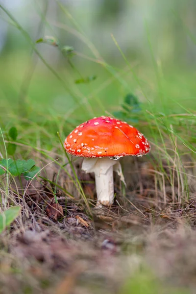 Een Oneetbare Paddenstoel Een Rode Vlieg Agaric Buurt Van Een — Stockfoto