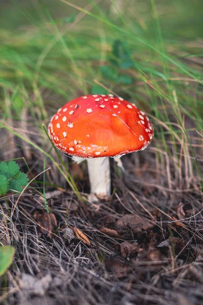 Cogumelo Não Comestível Uma Mosca Vermelha Agárica Perto Uma Árvore — Fotografia de Stock