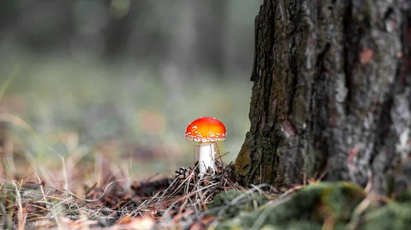 Een Oneetbare Paddenstoel Een Rode Vlieg Agaric Buurt Van Een — Stockfoto